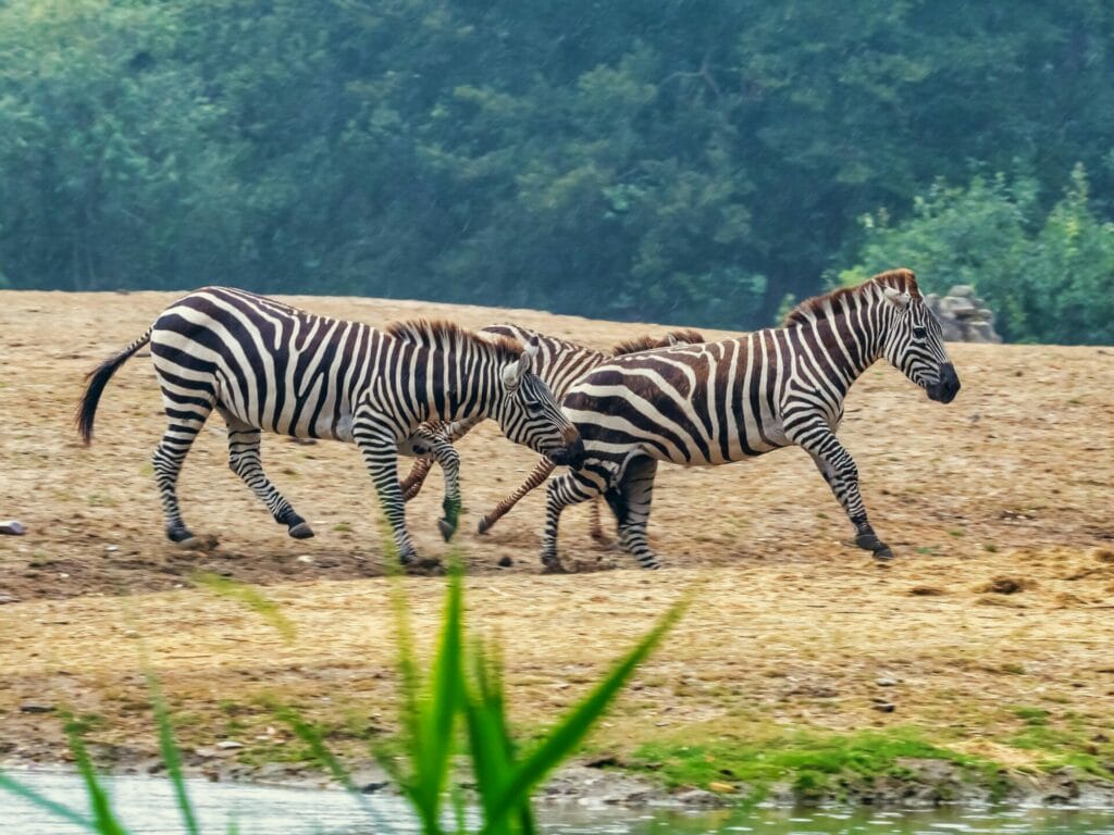 Burgers Zoo rabatte