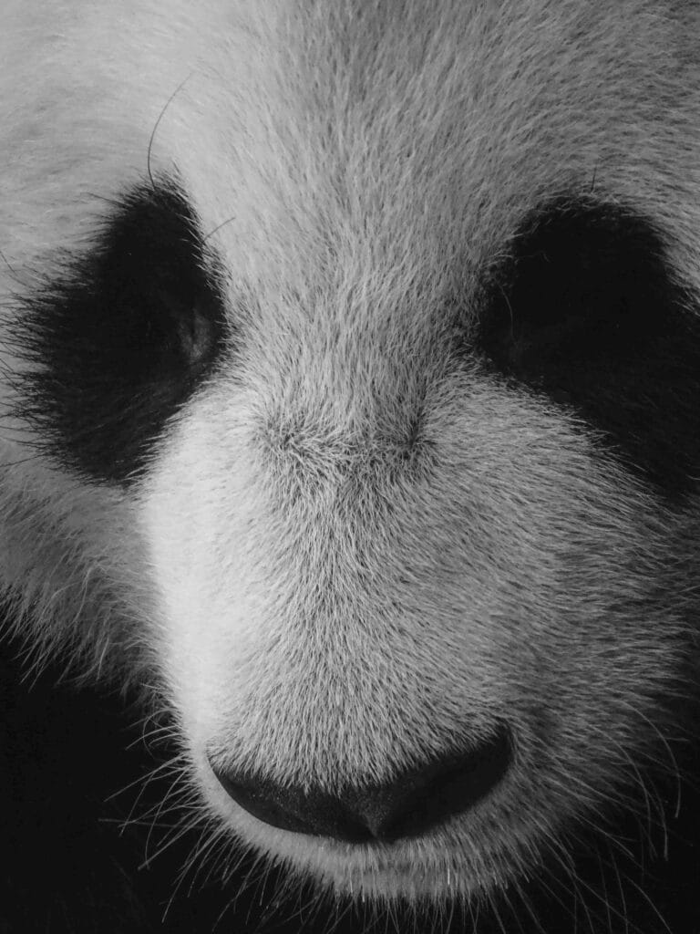 Panda Ouwehands Dierenpark