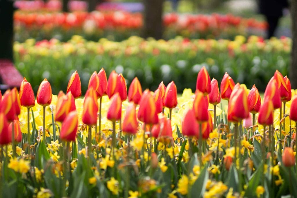 Tulpen Keukenhof