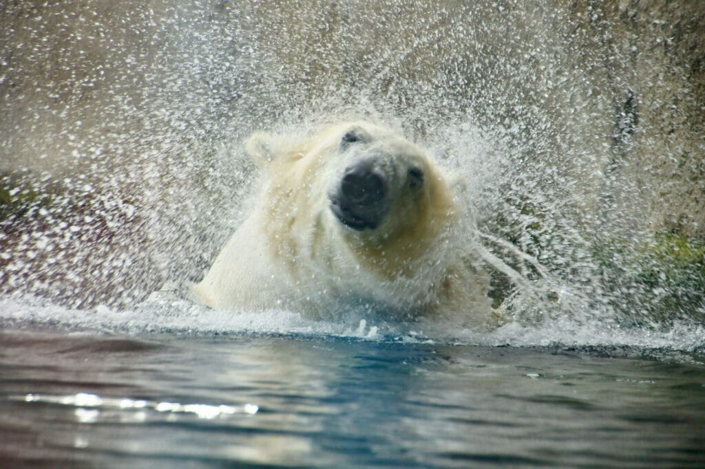 Rotterdam Blijdorp Zoo