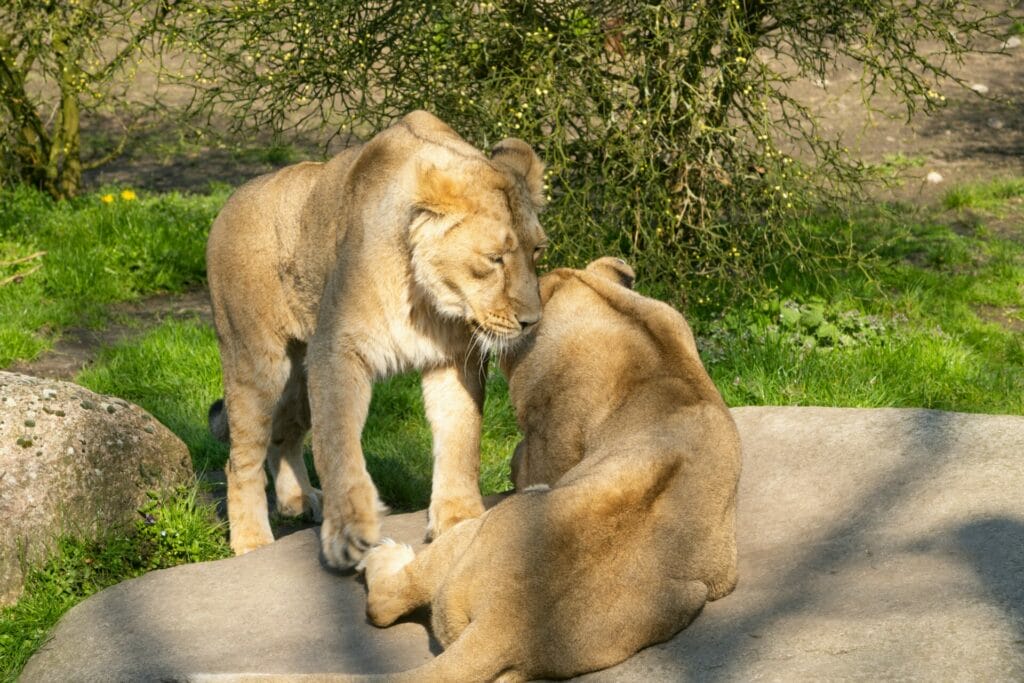 Tierpark Blijdorp rotterdam